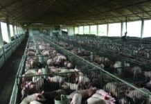 AIoT結合ICT技術 智慧沼氣發電系統效益高